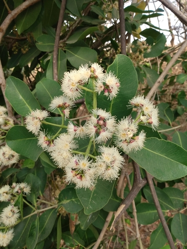 Water Pear