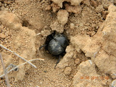 Lethrus apterus