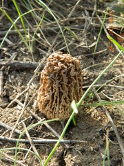 Morchella steppicola