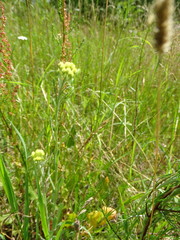 Helichrysum arenarium