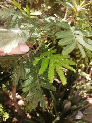 Dichrostachys cinerea