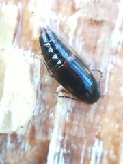 Tachinus marginellus