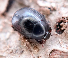 Dendrophilus punctatus