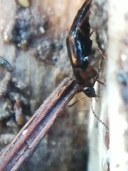 Tachinus marginellus