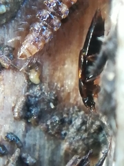 Tachinus marginellus