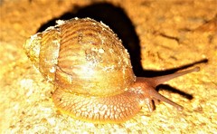 Achatina