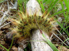 Acronicta aceris