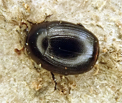 Dendrophilus punctatus