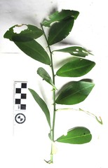 Capparis sepiaria