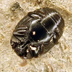Dendrophilus punctatus