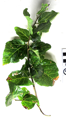 Cordia caffra