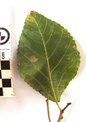 Cordia caffra