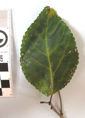 Cordia caffra