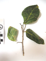 Cordia caffra