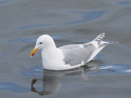 Gaviota de Bering (Larus glaucescens)