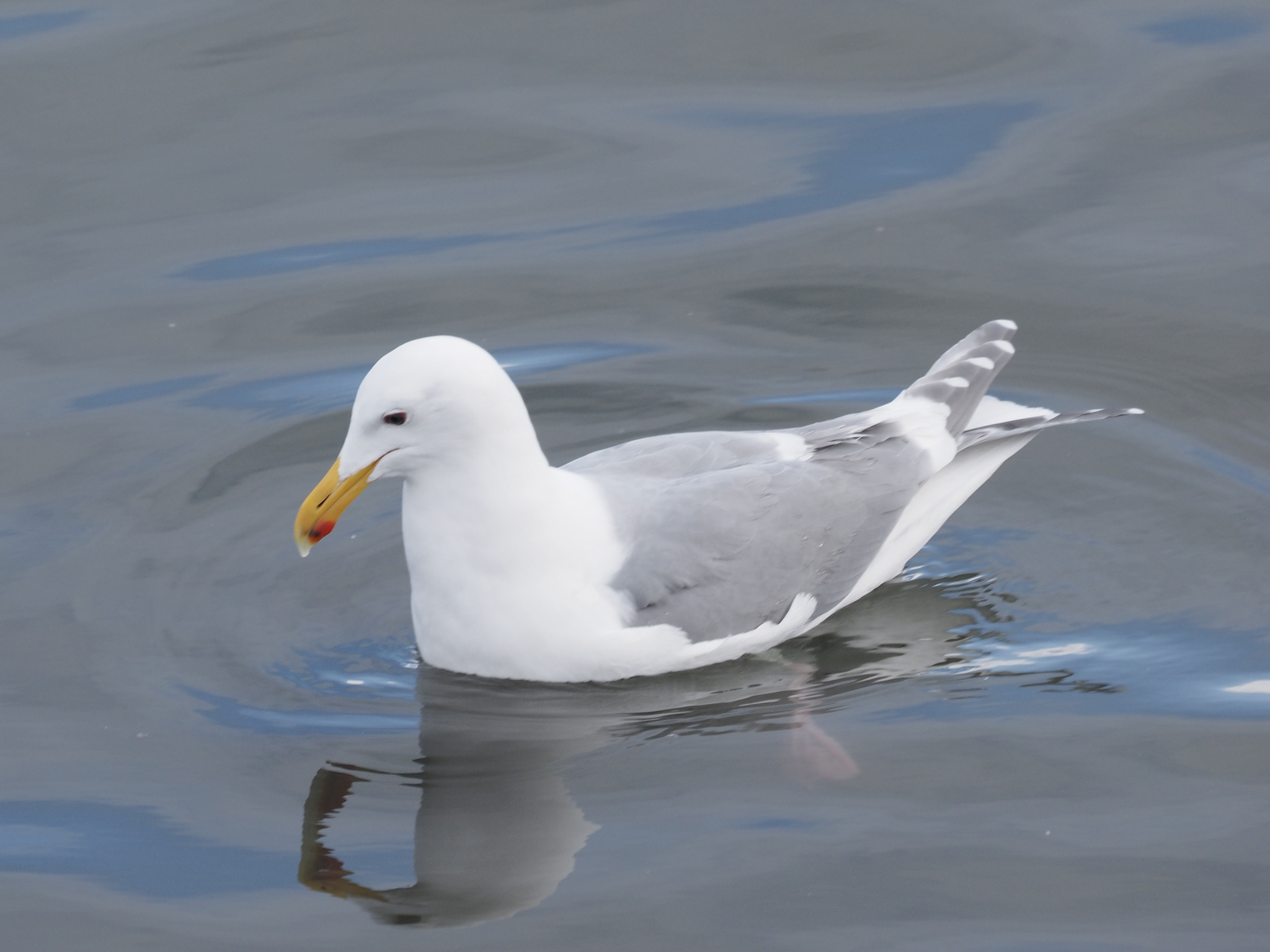 Glaucous-winged Gull