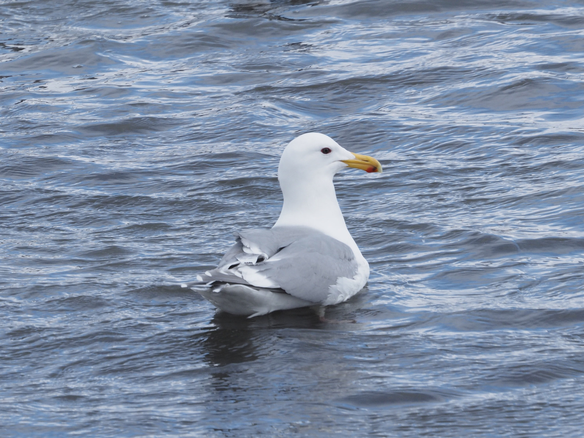Glaucous-winged Gull