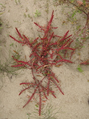 Rumex ucranicus