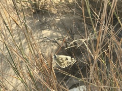 Pontia glauconome