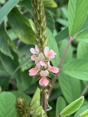 Indigofera astragalina