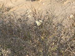 Pontia glauconome