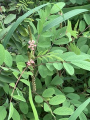 Indigofera astragalina