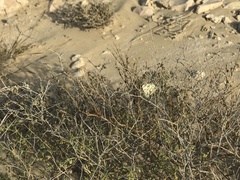 Pontia glauconome
