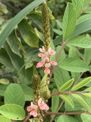 Indigofera astragalina
