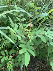 Indigofera astragalina