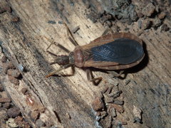 Tribelocephalinae