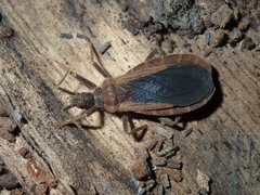 Tribelocephalinae