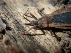Tribelocephalinae