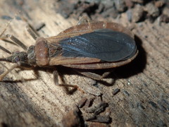 Tribelocephalinae