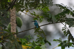 Alcedo coerulescens
