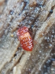Micropeplus staphylinoides