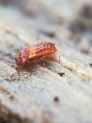 Micropeplus staphylinoides