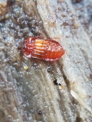 Micropeplus staphylinoides