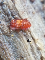 Micropeplus staphylinoides