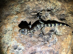 Afroedura hawequensis