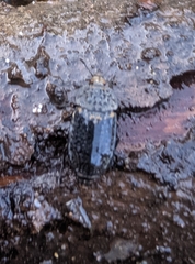 Thanatophilus rugosus