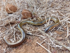 Eastern Cape Legless Skink photo 3