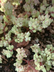 Portulaca hereroensis