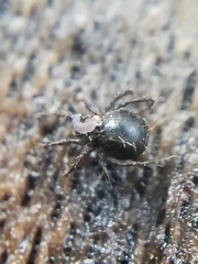 Damaeus onustus