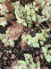 Portulaca hereroensis