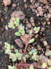 Portulaca hereroensis