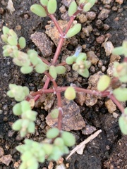 Portulaca hereroensis