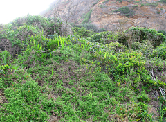 Chasmanthe aethiopica