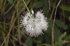 Allium clathratum