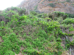 Chasmanthe aethiopica