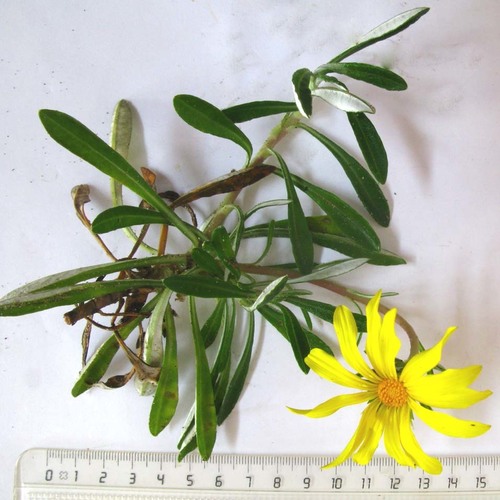 Gazania rigens